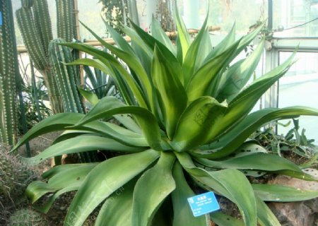 热带植物龙舌兰水晶宫图片