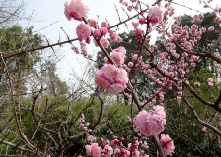 樱花图片