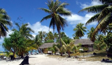 海边的椰树图片
