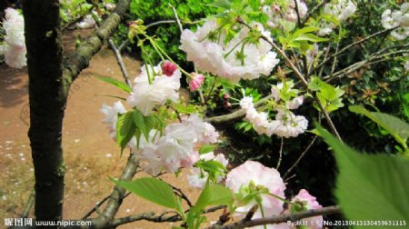 樱花园樱花图片