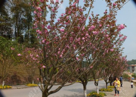 植物园景观摄影樱花图片