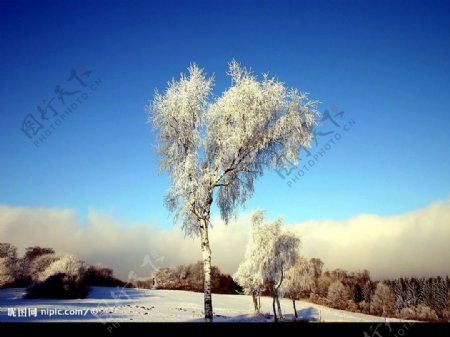 白色冬季美丽雪景图片