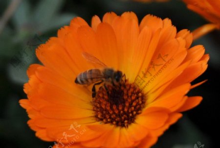 菊花和蜜蜂图片