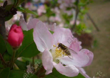 蜜蜂与海棠图片