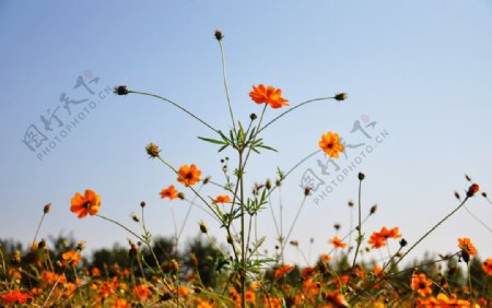 橘黄色菊花图片