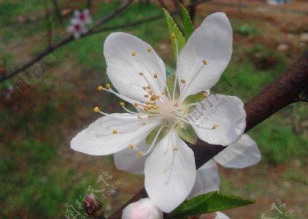 桃花园图片