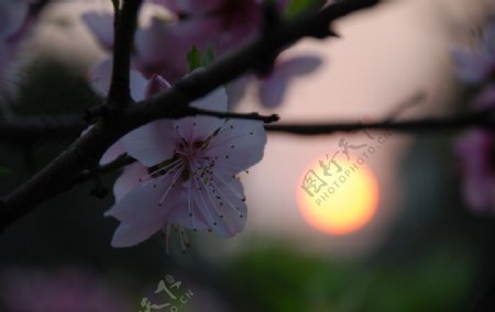 桃花落日图片