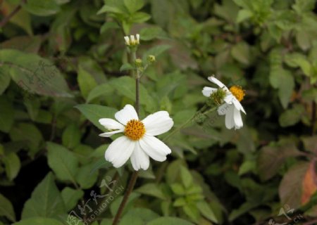 小白菊花图片