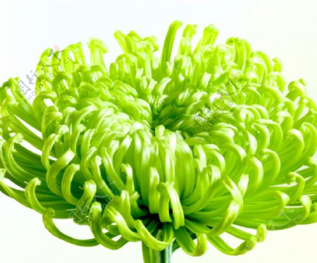 绿色菊花图片