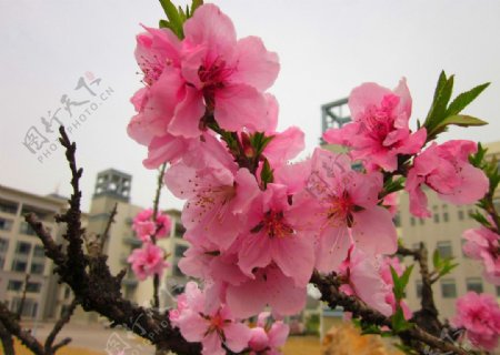 粉桃花图片
