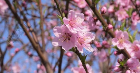 桃花图片