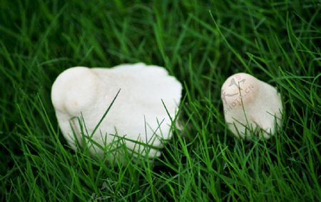绿草地的白色蘑菇图片