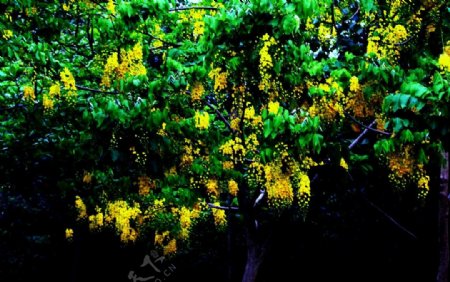 黄色树花图片