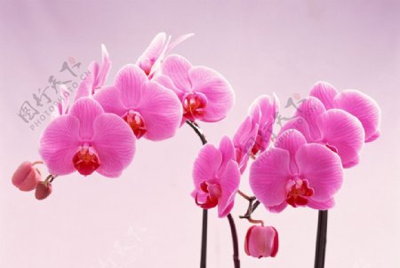 粉色蝴蝶兰图片