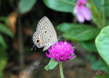 菊花红菊蝴蝶图片