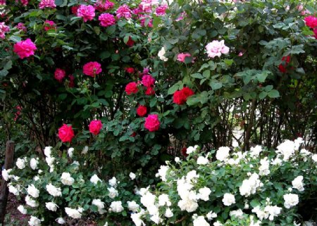 蔷薇花栅栏图片