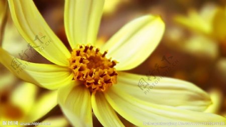 黄色雏菊图片