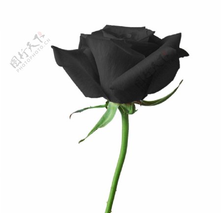 黑色玫瑰图片