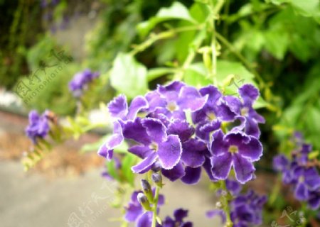 紫金露图片