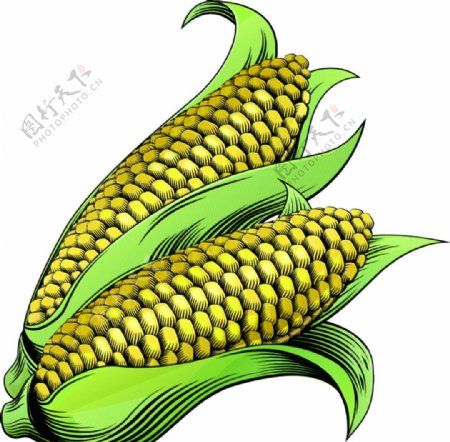 玉米手绘矢量图片