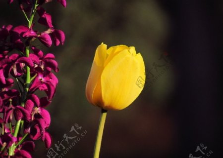 黄色郁金香图片