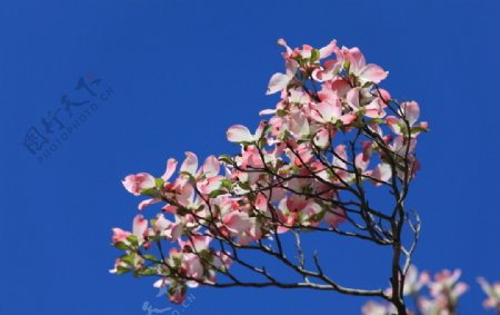 山茱萸花图片