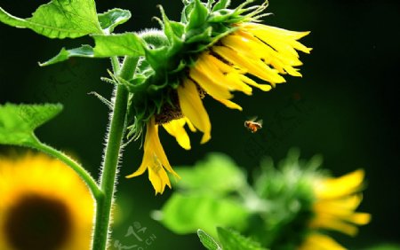 葵花与小蜜蜂图片