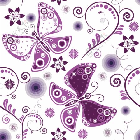 紫色蝴蝶图片