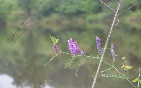 枝叶花图片