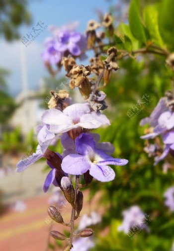 紫花朵图片