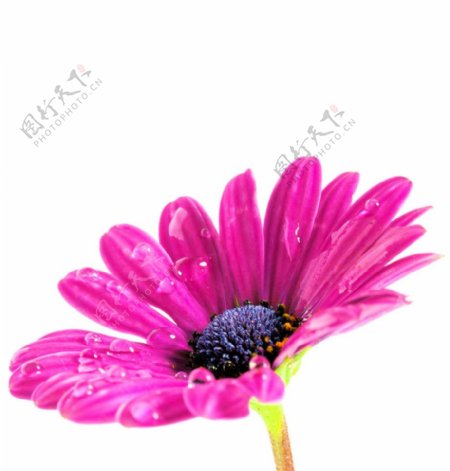 紫红雏菊图片