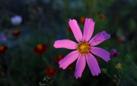 紫色野菊图片
