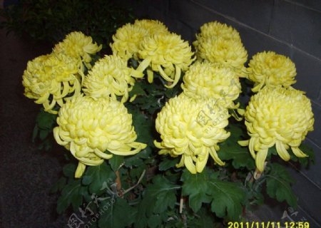 盆菊图片