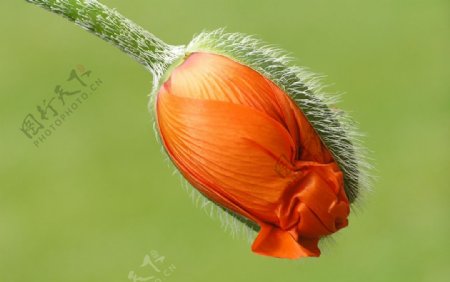 罂粟花蕾图片