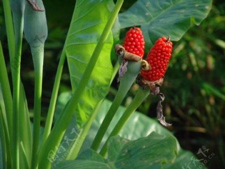 热带雨林植物海芋图片