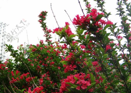 小红喇叭花丛图片