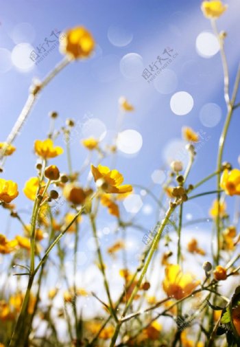 花卉花朵高清图片