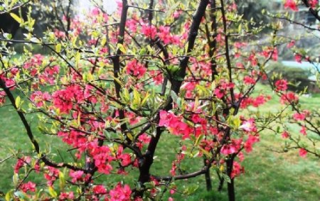 春日海棠图片