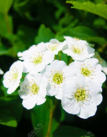 白色观花赏花图片