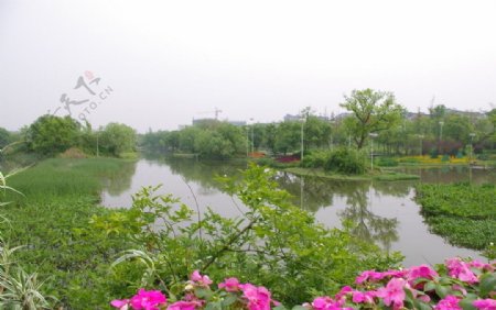 杭州西溪湖边花卉图片