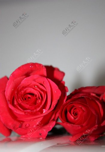 两朵玫瑰图片
