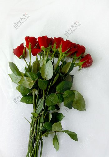 火红玫瑰高清图片