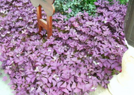 紫叶子图片