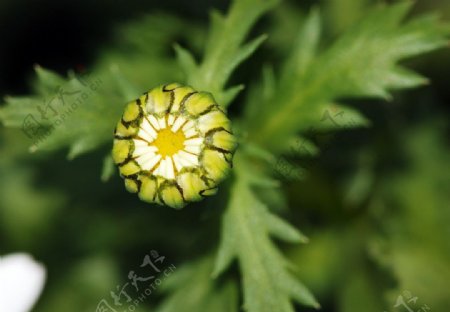 野菊的花蕾图片