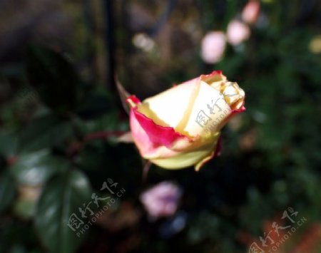 红黄相间玫瑰的花蕾图片