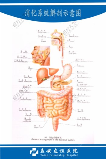 消化系统解剖图图片
