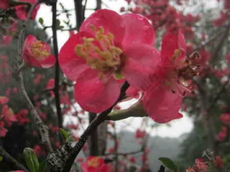 雨中海棠图片