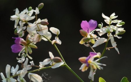 紫白野花图片
