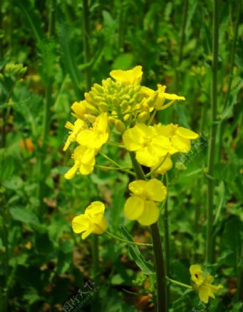 油菜花开图片