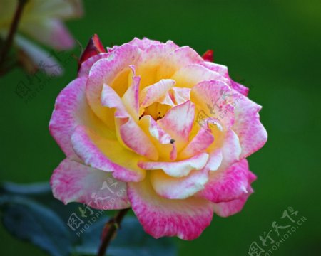 英国粉黄双色玫瑰图片
